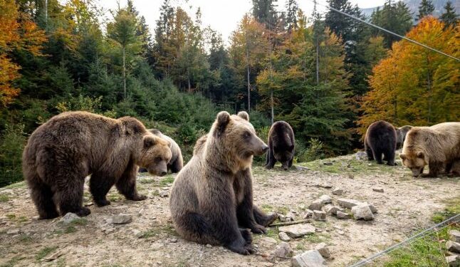 У Реабілітаційному центрі бурих ведмедів посилено раціон тварин — Закарпаття