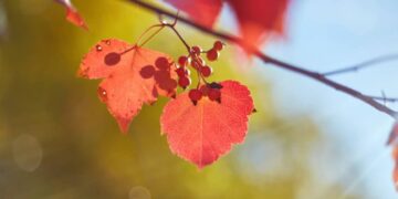 Синоптики розповіли українцям, якою буде погода в листопаді 2025 року — Закарпаття