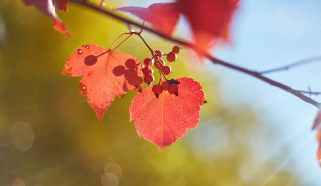 Синоптики розповіли українцям, якою буде погода в листопаді 2025 року — Закарпаття