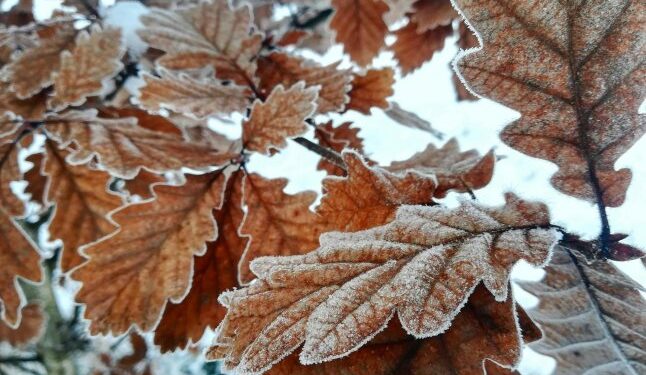 У Закарпатській області прогнозують заморозки — Закарпаття