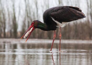 Біля Чорнобиля зафіксували рідкісного птаха
