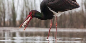 Біля Чорнобиля зафіксували рідкісного птаха