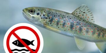 Наступного тижня на Закарпатті почне діяти кількамісячна нерестова заборона — Закарпаття