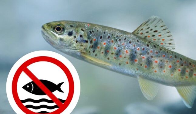 Наступного тижня на Закарпатті почне діяти кількамісячна нерестова заборона — Закарпаття