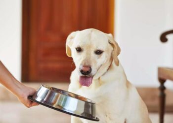 Домашній та спеціалізований корм – як знайти баланс між зручністю та користю