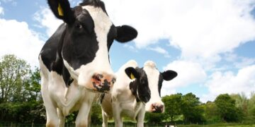 Економіка: Фермерам на Львівщині, які придбали 660 племінних тварин, відшкодують 8,7 млн грн