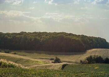 Економіка: Турецька компанія продала на Львівщині 3,5 тис. га землі. Хто купив