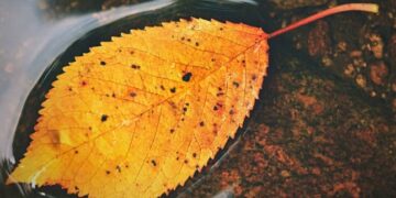 Де пройдуть дощі 10 жовтня: синоптики оновили прогноз та показали карту опадів — Закарпаття