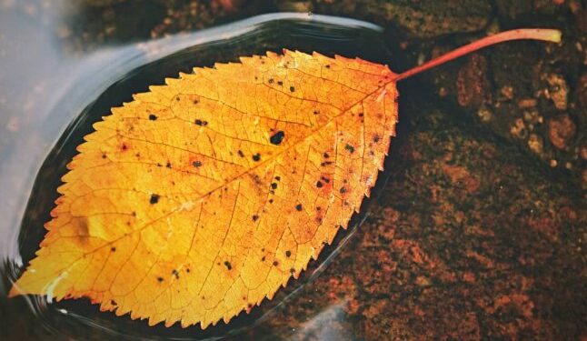 Де пройдуть дощі 10 жовтня: синоптики оновили прогноз та показали карту опадів — Закарпаття