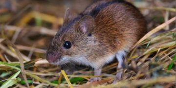 В Ужгороді впродовж двох днів проводитимуть дератизацію — Закарпаття