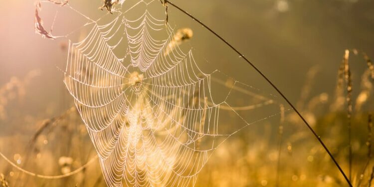 Коли буде бабине літо в Україні. Прогнози синоптиків