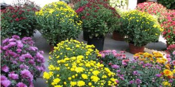 Квіти та свічки до Дня пам’яті: в Ужгороді визначили 6 тимчасових місць для торгівлі –