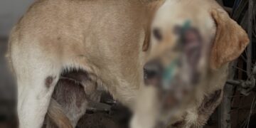 На Берегівщині поліція розслідує випадок жорстокого поводження з собакою у селі Фанчиково