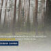 На Берегівщині прокуратура у суді вимагає узаконити 44,5 га самосійних лісів
