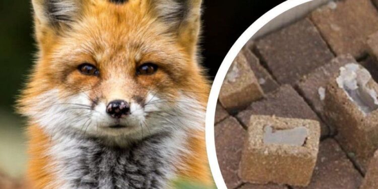 На Закарпатті проведуть осінню імунізацію диких тварин від сказу