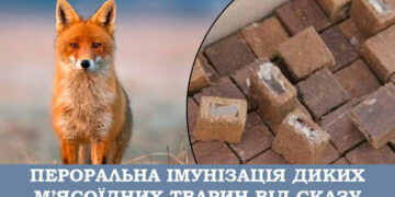 На Закарпатті розпочали вакцинацію диких тварин проти сказу