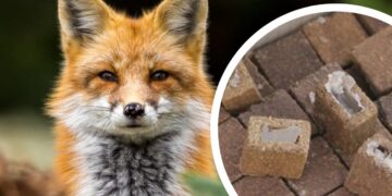 На Закарпатті стартувала осіння вакцинація диких тварин від сказу