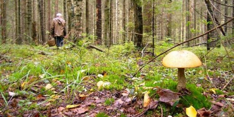 На Закарпатті тривають пошуки зниклого грибника