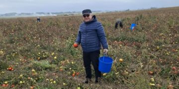 Новини України: У Польщі фермери безплатно віддають урожай