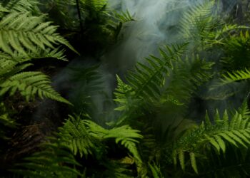 Осіння казка Закарпаття: найбільші у світі букові праліси ЮНЕСКО на Тячівщині (ВІДЕО) –