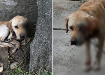 Прив’язав до мототрактора і тягнув: на Закарпатті поліція розслідує жорстоке поводження з собакою –