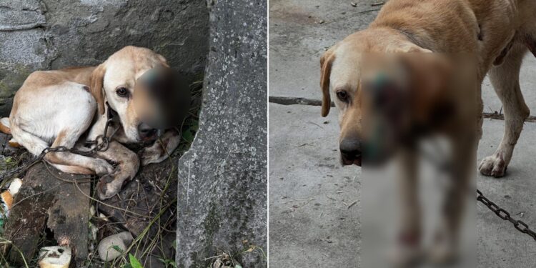 Прив’язав до мототрактора і тягнув: на Закарпатті поліція розслідує жорстоке поводження з собакою –