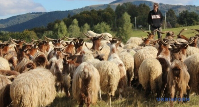 «Та котра би жона пішла в полонину?» Про що говорять біля домашньої ватри вівчарі Хустщини, які зійшли після літування