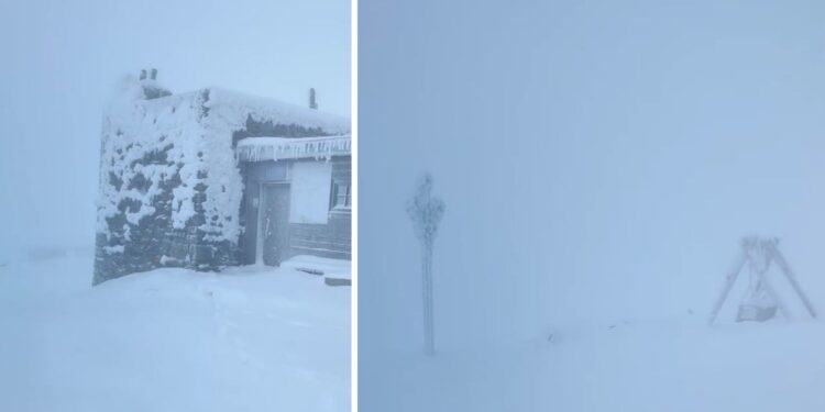 У Карпатах вирують снігові шторми: видимість обмежена, пориви вітру до 20 м/с