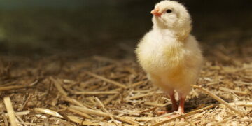 Закарпатське «Пітятко» стало мовним феноменом цьогорічного Радіодиктанту