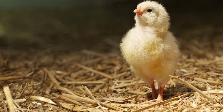 Закарпатське «Пітятко» стало мовним феноменом цьогорічного Радіодиктанту