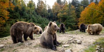 Зима близько: бурі ведмеді в Синевирському природному парку активно готуються до сплячки (ФОТО) –