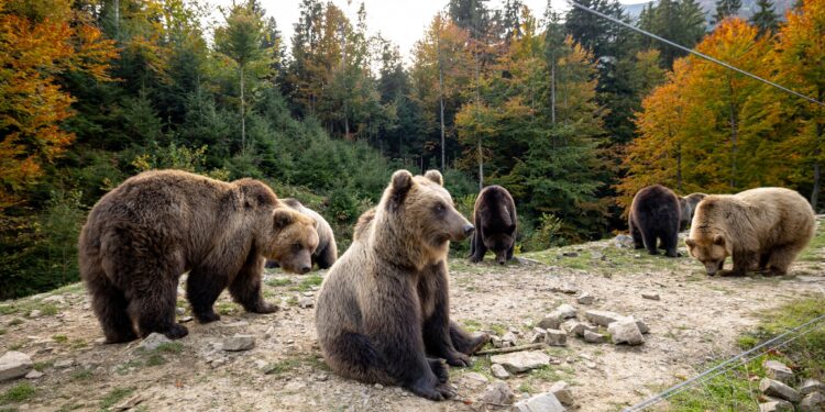 Зима близько: бурі ведмеді в Синевирському природному парку активно готуються до сплячки (ФОТО) –