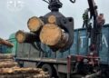 17 вагонів сосни маскували під дрова. Прокуратура задокументувала ймовірну контрабанду
