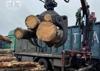 17 вагонів сосни маскували під дрова. Прокуратура задокументувала ймовірну контрабанду
