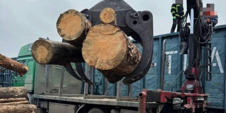 17 вагонів сосни маскували під дрова. Прокуратура задокументувала ймовірну контрабанду