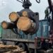 17 вагонів сосни маскували під дрова. Прокуратура задокументувала ймовірну контрабанду
