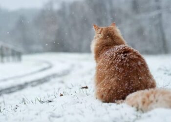 Українців попередили про мокрий сніг: синоптик Діденко розповіла, коли будуть опади — Закарпаття