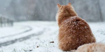 Українців попередили про мокрий сніг: синоптик Діденко розповіла, коли будуть опади — Закарпаття