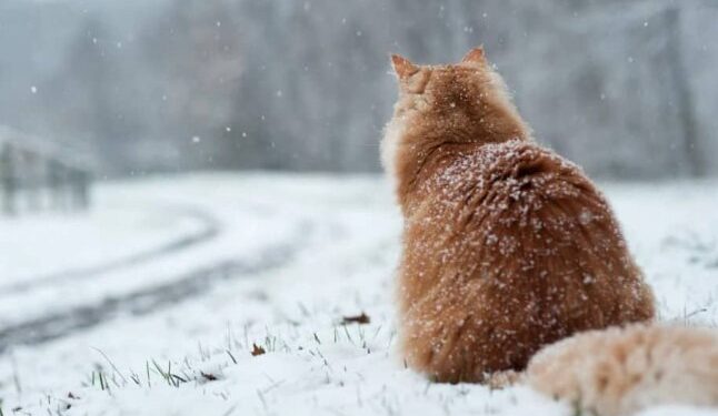 Українців попередили про мокрий сніг: синоптик Діденко розповіла, коли будуть опади — Закарпаття