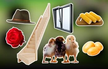 Пітятко, ружа, тинґириця, калап, ґарадичі: топ-25 закарпатських слів — Суспільне Ужгород