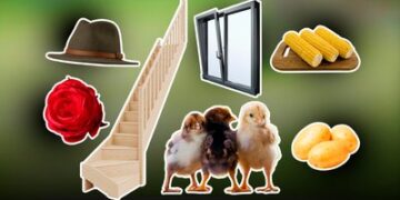 Пітятко, ружа, тинґириця, калап, ґарадичі: топ-25 закарпатських слів — Суспільне Ужгород