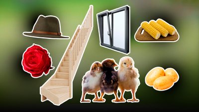 Пітятко, ружа, тинґириця, калап, ґарадичі: топ-25 закарпатських слів — Суспільне Ужгород