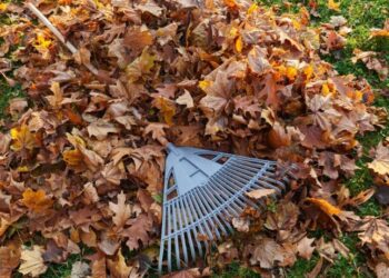 Не тільки шкода диханню: спалене листя влетить в копієчку — Закарпаття