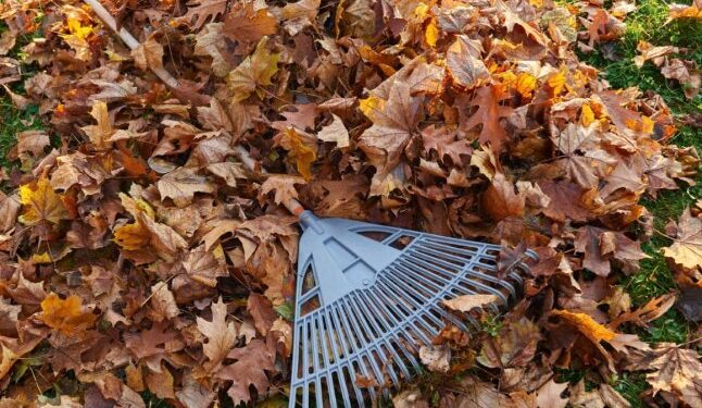 Не тільки шкода диханню: спалене листя влетить в копієчку — Закарпаття