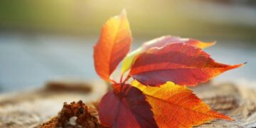 Очікувати ще тепло, чи сніг з морозами: якою буде погода в другій половині листопада — Закарпаття