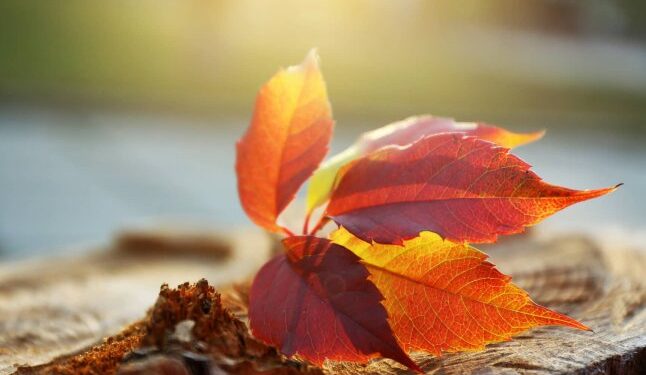 Очікувати ще тепло, чи сніг з морозами: якою буде погода в другій половині листопада — Закарпаття