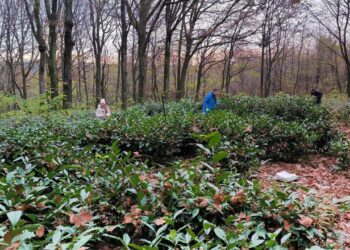 Чай по-закарпатськи: єдина в Україні плантація чаю функціонує у найхолоднішому для культури кліматі (ФОТО) –