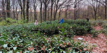 Чай по-закарпатськи: єдина в Україні плантація чаю функціонує у найхолоднішому для культури кліматі (ФОТО) –