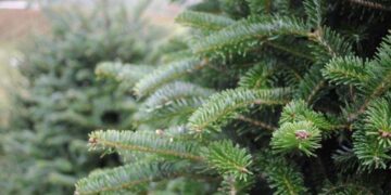 Економіка: Де у Львові можна буде купити ялинку. Перелік локацій