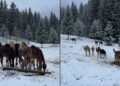 Холодне диво: як верблюди, альпаки та лами реагують на перший сніг у біопарку на Закарпатті (ВІДЕО) –